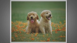 Fetch Pet Insurance Reviews: Exposed and Analyzed