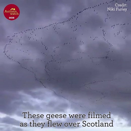 377K views · 7.7K reactions | Thousands of pink-footed geese have been filmed in the skies above Scotland as they migrate back from Iceland. | BBC Springwatch | Facebook