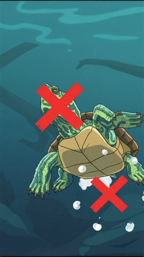 Think turtles breathe through their lungs underwater? 🐢💨