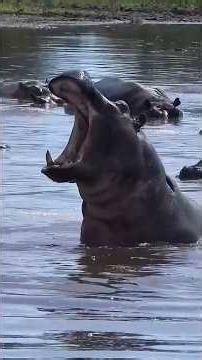 The 10 most FEROCIOUS animals in the world 😳 no