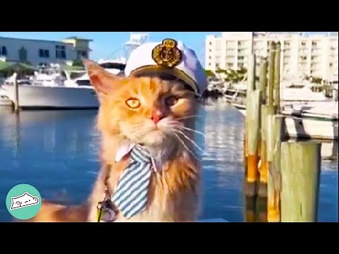 Every Time Family Goes Swimming This Maine Coon Dives Right In | Cuddle Cat