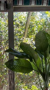 9.8K views · 2K reactions | How good is this video that one of our customers took in Mons!  This is their resident Coastal Carpet Python who decided to also break off some of their roof with its sheer weight! This snake seems to come to the roof for shelter, and head out to the trees for food, he has a 5 star stay! #australia #qld #snakecatcher #sunshinecoast #mons #carpetpython #wow #snakes #funny #haha | Sunshine Coast Snake Catchers 24/7 | Facebook