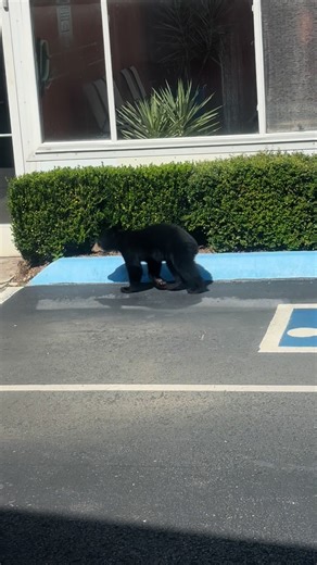 The parking lot security posse is back! That fourth cub though. 🤣😍 #gatlinburg #Tennessee #bears #animals #nature #cute #smokymountains #smokies | Gatlinburg Gal