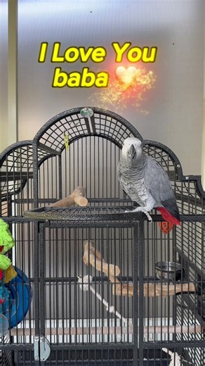 Talking African Grey Parrot's Sweet Sentiments