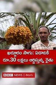 406K views · 3.4K reactions | మహారాష్ట్రకు చెందిన ఈ రైతు ఖర్జూర సాగుతో ఏడాదికి 28 నుంచి 30 లక్షల రూపాయల వరకు ఆర్జిస్తున్నారు. ఆయనకు ఇది ఎలా సాధ్యమైందంటే.. #farming #datefarming #agriculture #maharashtra | BBC News Telugu | Facebook
