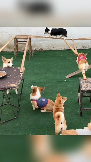 #dog #dogsoftiktok #doglover #corgi #challenge #funny #pet #smart | dogs
