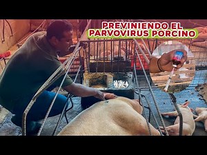 Así puedes prevenir el parvovirus porcino en tus cerdas | Granja San Lucas