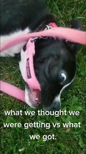 Facts😂😂 #boxermom | Jessica Walker