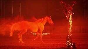 Highlights from Showtym Moonlight’s tribute performance which was in honour of the wild Brumbies that lost their lives during Black Summer, Australia’s most catastrophic bush fire season. | Kelly Wilson