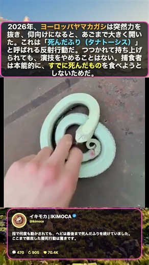 つつかれても絶対に起きないヘビ…死んだふりの正体とは？🐍