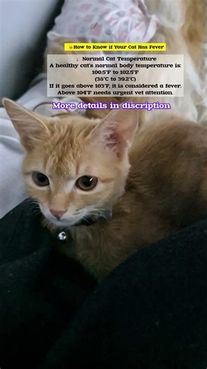 How to know if your cat has fever... #shorts #catshorts #catcare #cathealth #kitten #catholic #yt