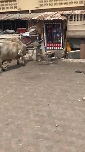 3.7K views · 43 reactions | MAN vs COW  | King Bygone's Media | Facebook