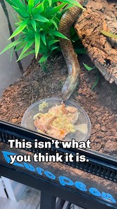 Looks like a snake, moves like one too—but this is a European legless lizard. Eyelids, ear openings, and a whole lot of attitude packed into one ancient-looking animal.One of those species that never gets old to explain. Pm us to learn how to make this girl yours. • • • • • #reptilesofinstagram #leglesslizard #reptileeducation #notasnake #exoticpets | Predator and Prey Exotics