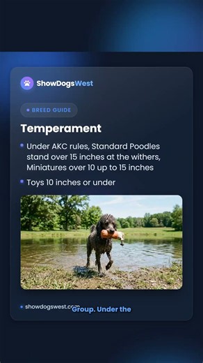 Poodle Dog Breed: Sizes, Temperament, Care and Health Guide