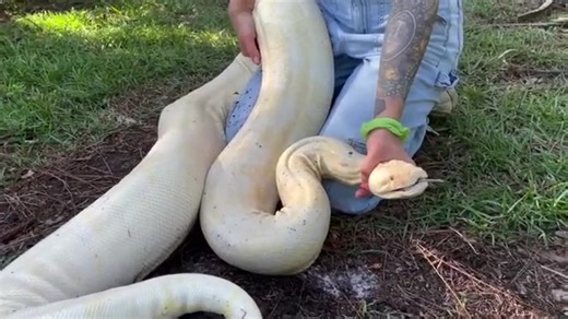 Pro snake wranglers encounter plus-sized albino boa constrictor living in Naples backyard - WSVN 7News | Miami News, Weather, Sports | Fort Lauderdale