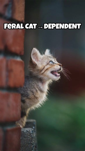 Humans go extinct… these animals follownext. #Shorts #AnimalFacts #Extinction