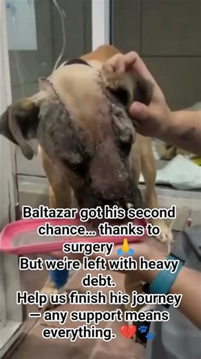 we need your help to cover his surgery costs.Please don’t leave us alone — every donation counts. 🐾