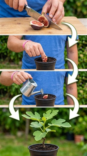 Grow a Fig Tree From Fruit 🌱 Amazing Fig Growing Journey From Start to Tree