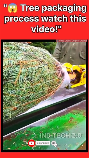 Tree 🌳 Packaging Process 👍