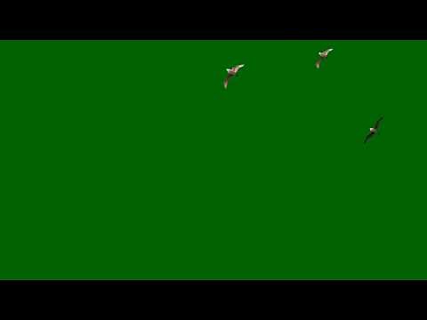 Birds flying | Side view flying | 4k Green screen