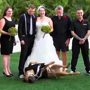 491K views · 2.1K reactions | It's wedding season and the one thing that mixes purrfectly with the perfectly scripted vows and fancy cakes is the unpredictable chaos of our pets! ‍♀️ | The Pet Collective | Facebook