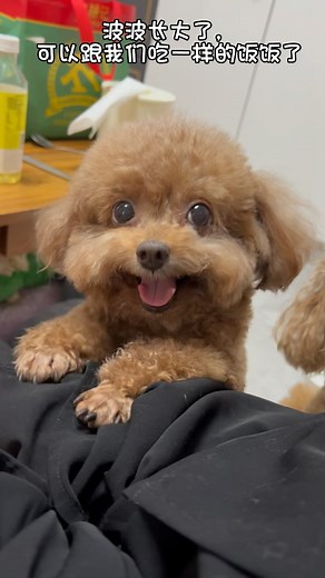 Abbie Qu on Instagram: "小波波终于可以吃大狗狗的饭了#cute #dogs #poddle"