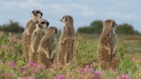 Curious Creature Feature: Life Through Mongoose Eyes