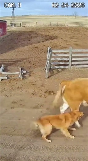 Dog Saves Farmhand from Bull Attack! 🐕🐂 Brave Hero Security Cam #viral