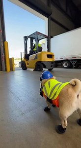 2.6K views · 87 reactions | Loading Dock Safety Spotter Pug | Grace Farm Senior Pug Sanctuary | Facebook