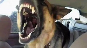 ☺️Please subscribe to our Youtube Channel: https://youtube.com/c/OticramVlog 👉SIX DIFFERENT BITING FORCE LEVELS OF GERMAN SHEPHERDS Here are the 6 different levels of biting force in german shepherds. 🗣️Level 1 – Warning Bite This is the bites dogs often display when they’re feeling threatened or they’re trying to scare you away. It isn’t going to land, but that doesn’t mean you shouldn’t worry. Once your german shepherd lets off a warning bite they’re very clearly showing you they’re not afra
