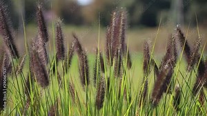 The beautiful Pennisetum setaceum rubrum is swaying in the wind. Autumn sunny day. Attractive animation background, screensaver