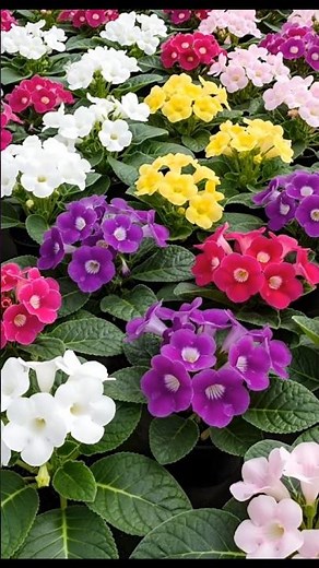 Gloxinia Flower Plant