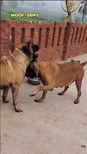The Real-Life Sandlot Monster #englishmastiff #mastiff #giantdogs #sandlot #heavyweights