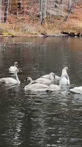 This is right out my back door on Powell Lake here in Wetmore. I’ve been watching this same family of trumpeter swans all year—probably the same pair that was here last year too. They bounce between the little inland lakes around here like Lost Lake and Powell, and I’m sure a few others, but they always swing back through this spot. Back in the spring the young ones were tiny, gray, and pretty clumsy. Now it’s mid-November and they’re almost full-sized, still carrying that smoky juvenile color a