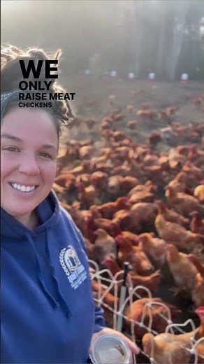 How We Raise About 4,000 Chickens for Meat on Our Commercial Regenerative Farm Without Coops - Pt 2