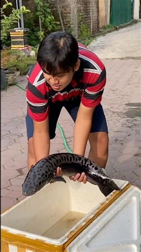 Trap and Catch Small Snakehead Fish Then Grow Them into Monster-Sized Snakehead Fish #snakefish #...