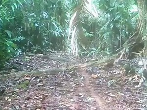 Gato Maracajá: Sons e Imagens na Mata