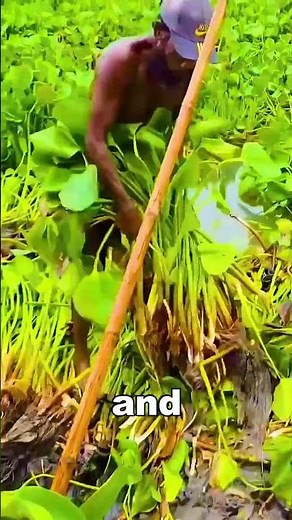 Floating vegetable garden丨AmazingNotes