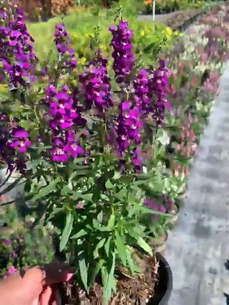 Vibrant Purple Angelonia Summer Snapdragon Plant - 6 in Pot - Etsy