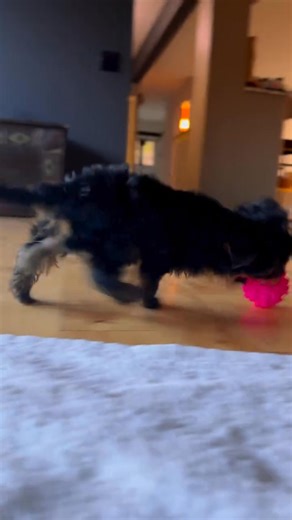 🐾 Playtime and good manners! Our traditional Teacup Yorkies love a good game of fetch — and yes, they’re already potty trained! 💕 Smart, playful, and ready to bring joy to their new families. | Tiny Yorkies for rehoming in Derry, New Hampshire