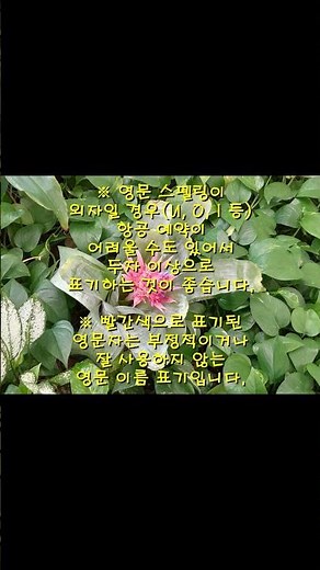 한글 영문 이름 표기 방법과 잘 사용하지 않는 영문 이름 표기