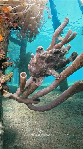 Cute little froggie hanging out in stealth mode on a colonial sponge. They can remain so perfectly still that any unsuspecting fish will come by and not even know it is about to be eaten. 😮📹 GoPro 12 with AOI wide angle lens 📍Berenice Pier, Aqaba 🇯🇴#juvenilegiantfrogfish #frogfish #redsea #aqaba #scuba #scubadiving #padi #underwater #gopro #underwaterworld #underwaterlife #aoi #buceo #plongee #immersioni #tauchen #scubadiverslife #fyp @topfans GoPro Maduro Dive Sand Dollar Sports Dive Cozum