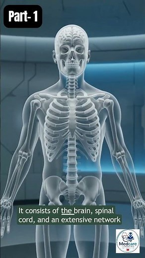 3D Medical Animation: The Human Nervous System 🎥