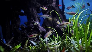 Colorful Fish Swimming Freshwater Aquarium Aquatic Stock Footage Video (100% Royalty-free) 3759381277 | Shutterstock