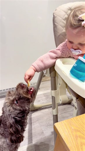 Cockapoo Puppy Enjoys Meal for the First Time