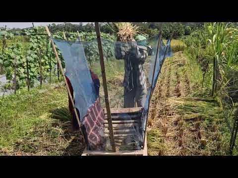 TRADITIONAL RICE THRESHING – HARD WORK BUT SATISFYING!-agriculture farming