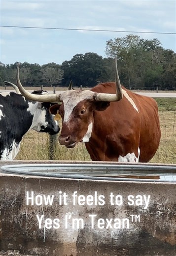 Experience Texas Culture at George Ranch Historical Park