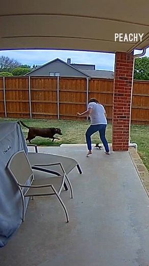 82K views · 366 reactions | Never count the little guy out!  #squirrel #dog #chase #reels | Peachy | Facebook