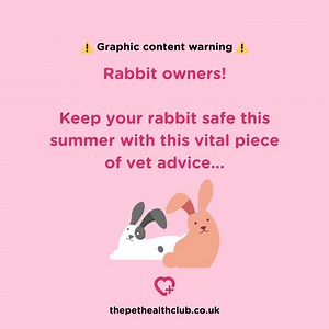 12 shares |  Don't let your bunny fall victim to flystrike! 烈 Flystrike occurs when flies lay eggs on a rabbit's fur, usually around their bottom. It can be dangerous and fatal for your rabbit. Protect your bunny with these tips. Read more here: https://www.myfamilyvets.co.uk/flystrike-in-rabbits | Pet Health Club | Facebook