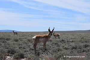 Hart Mountain Antelope Refuge Adventures: Things to Do and See - Oregon Discovery